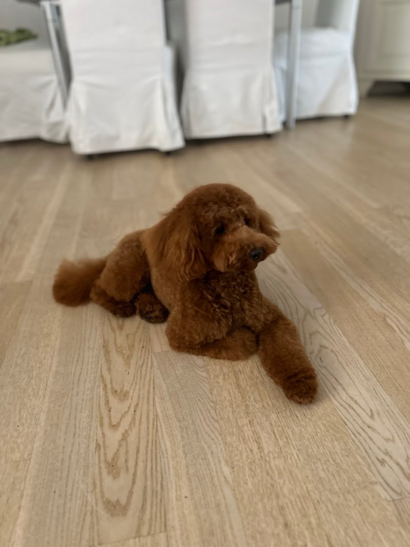 Vanity Pet Toelettatura - Foto 6