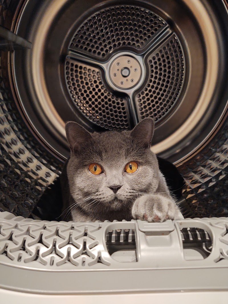 Vanity Pet trieste - Foto 4