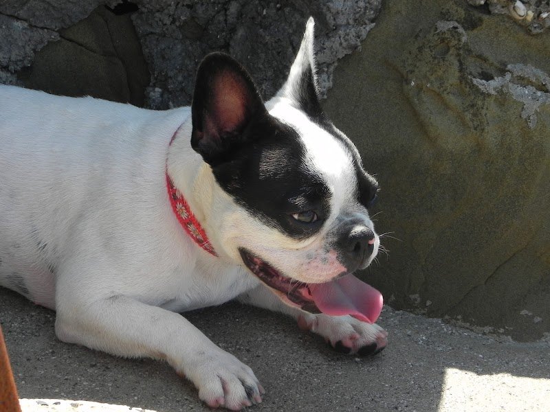 Vanity Pet trieste - Foto 5