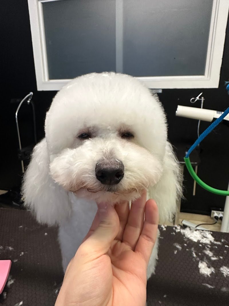 Vanity Pets di Angelo Bruno - Foto 3