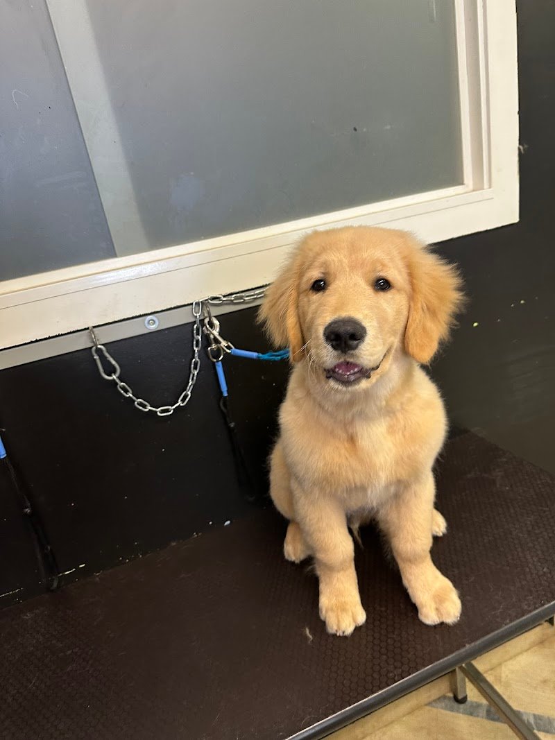 Vanity Pets di Angelo Bruno - Foto 4