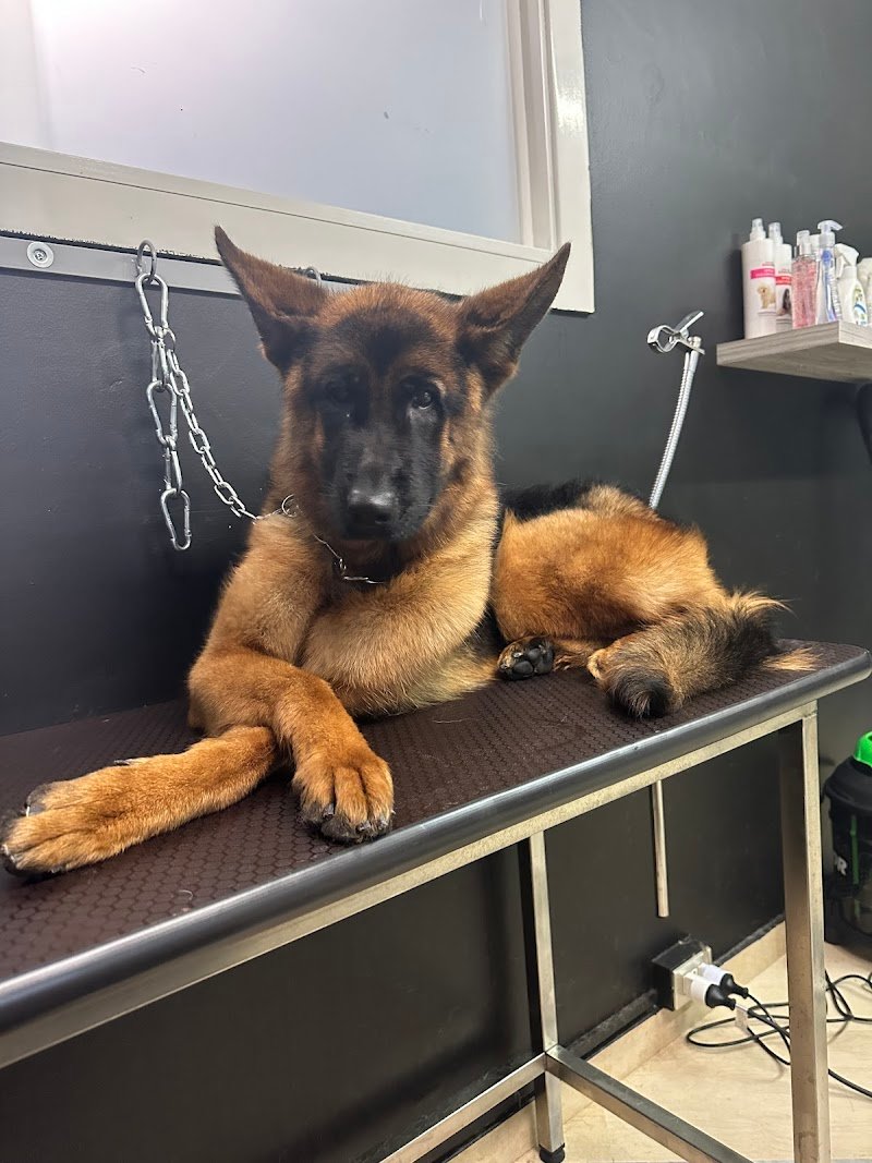 Vanity Pets di Angelo Bruno - Foto 5