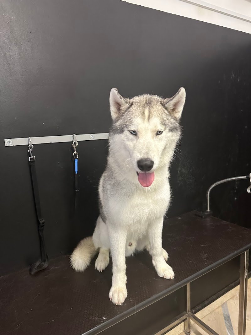 Vanity Pets di Angelo Bruno - Foto 6