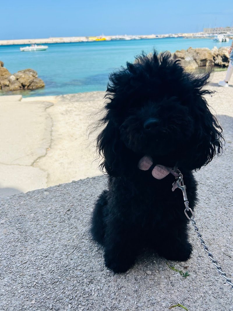 Vanity Pets - Foto 1