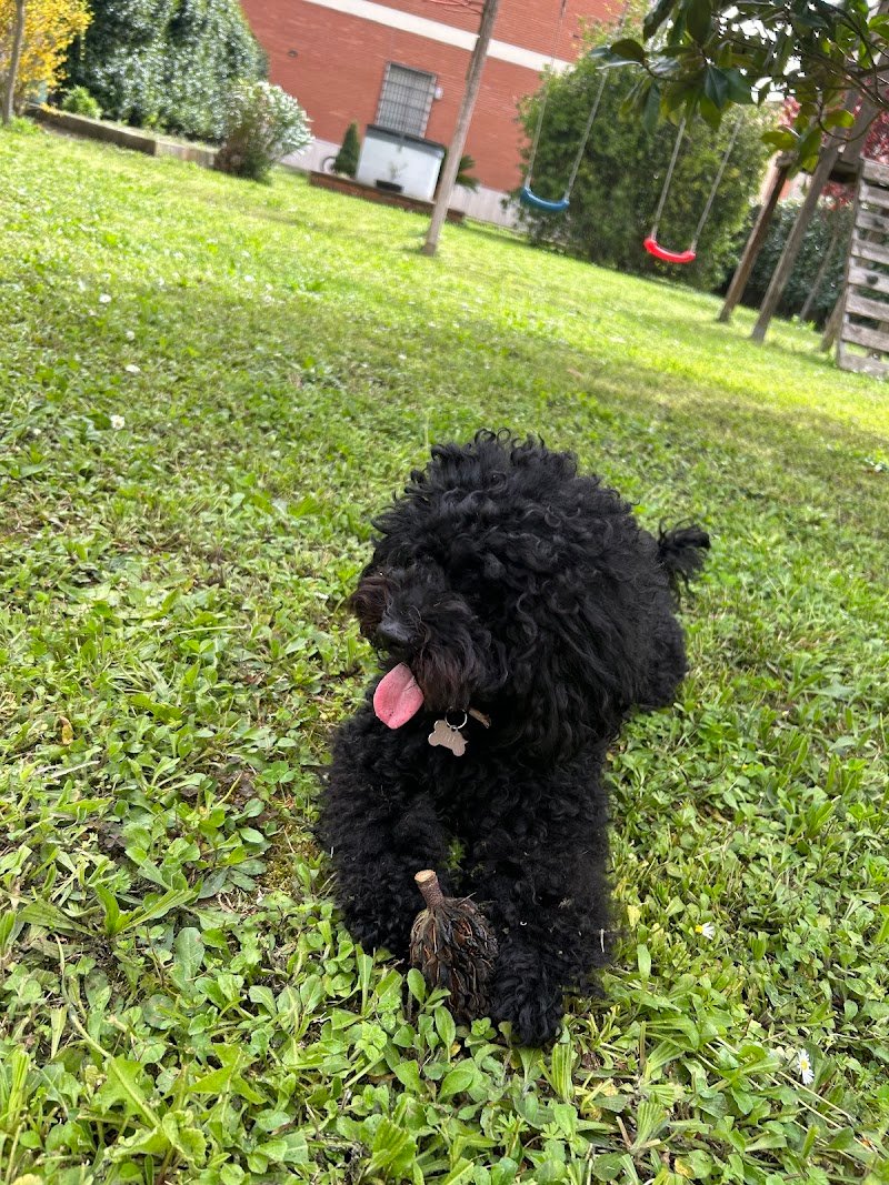 Vanity Pets - Foto 2