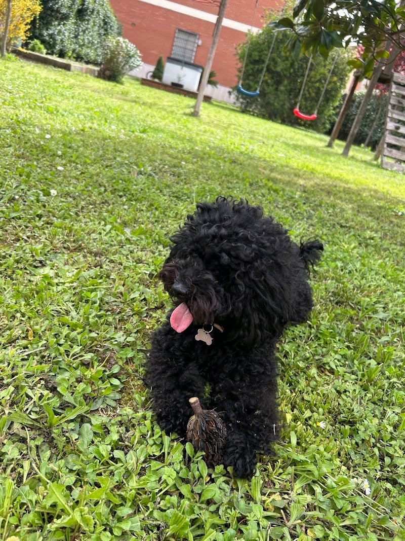 Vanity Pets - Foto 2