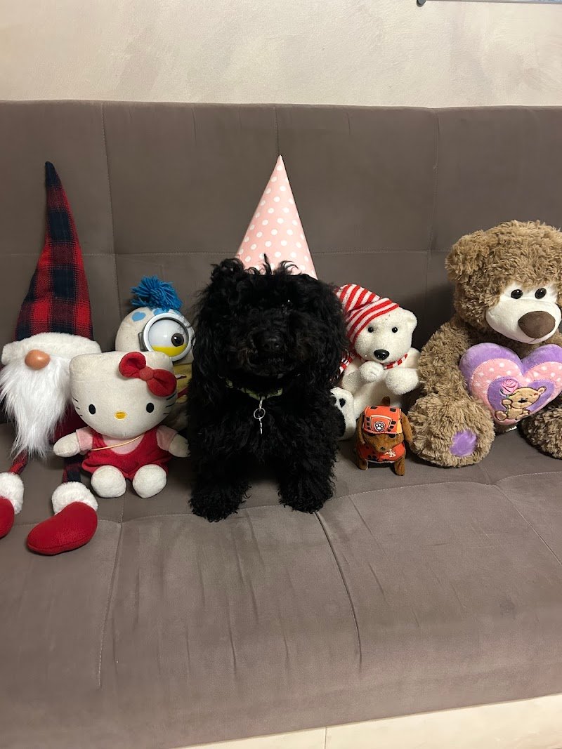 Vanity Pets - Foto 3