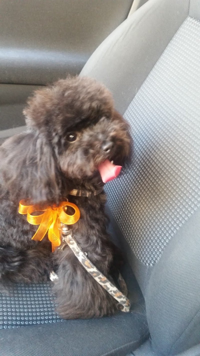 Vanity Pets - Foto 1