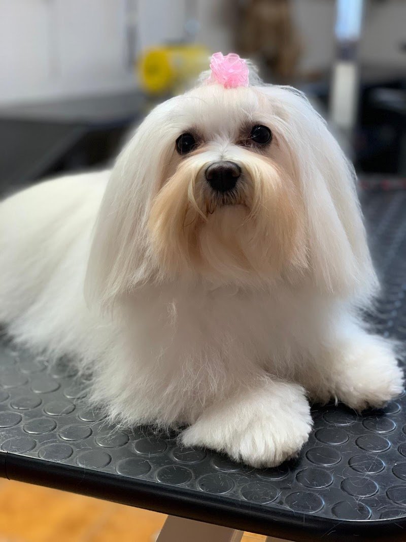 Vanity Pets - Foto 3