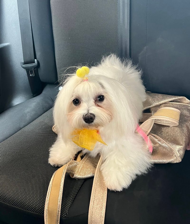 Vanity Pets - Foto 4