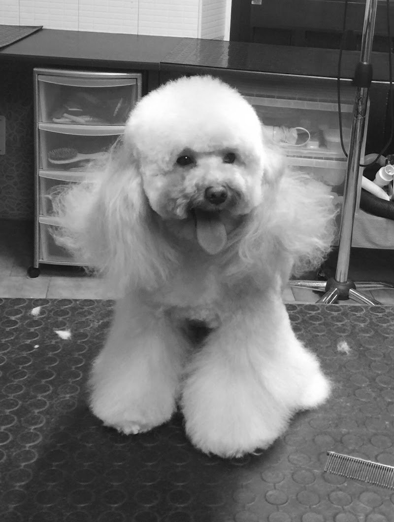 Vanity Pets - Foto 5