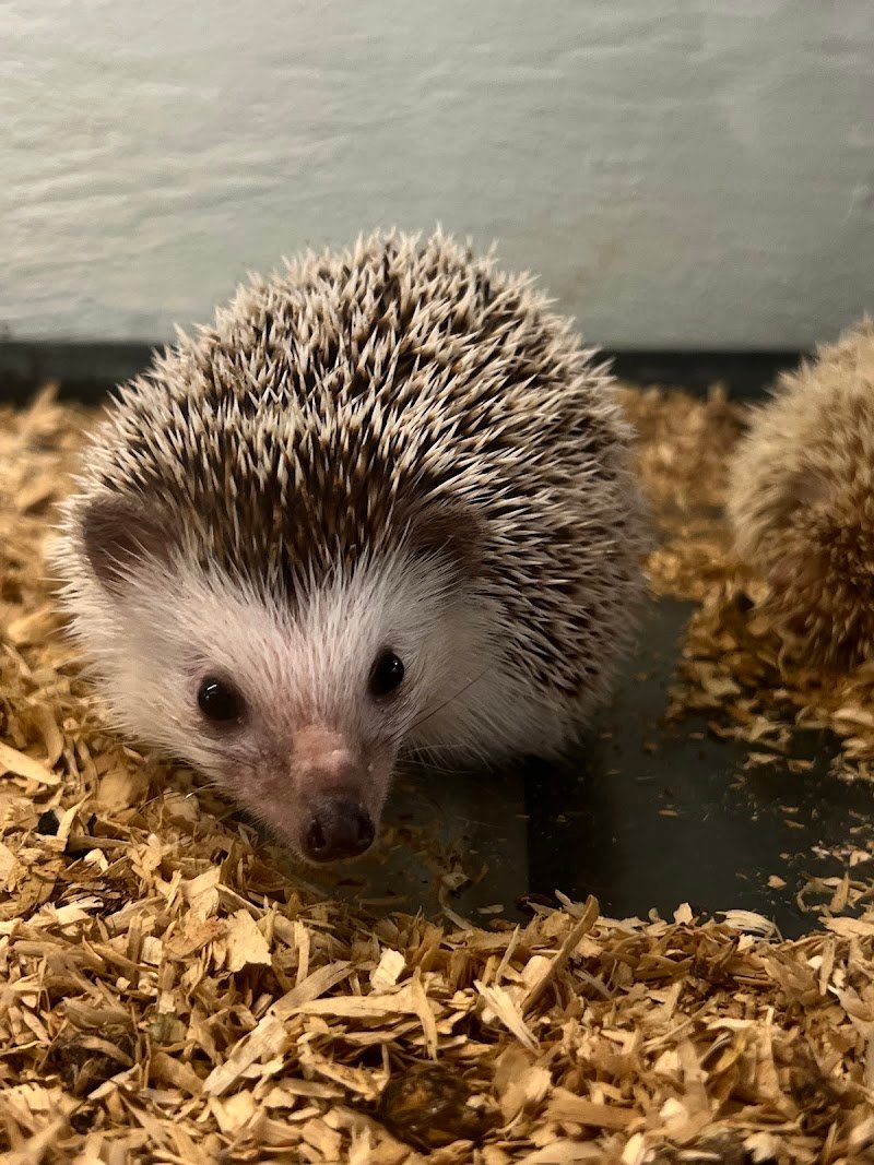 Vanity Pets - Foto 3