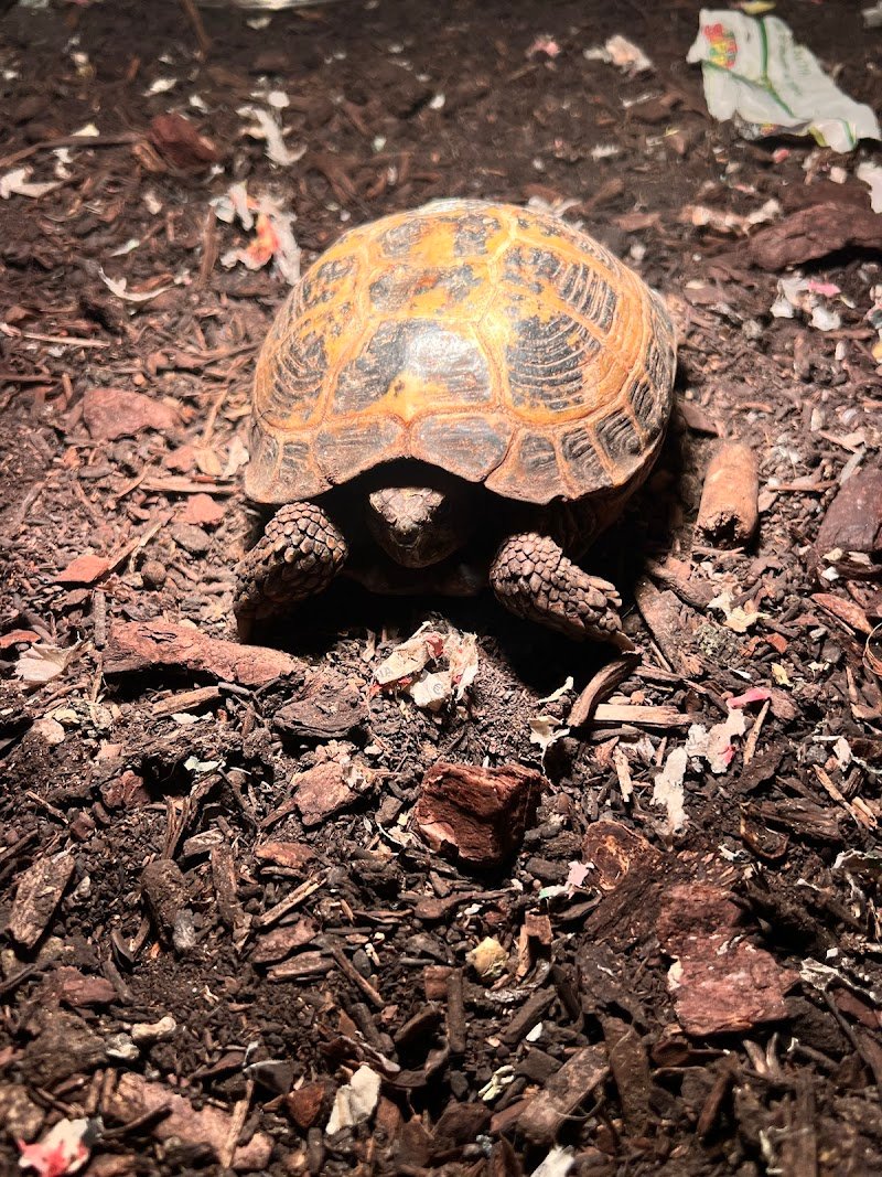 Vanity Pets - Foto 5