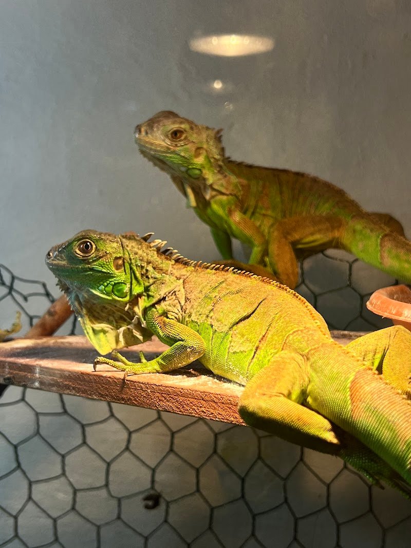 Vanity Pets - Foto 6