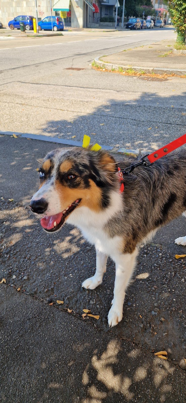 Vanity pets toelettatura cani - Foto 1