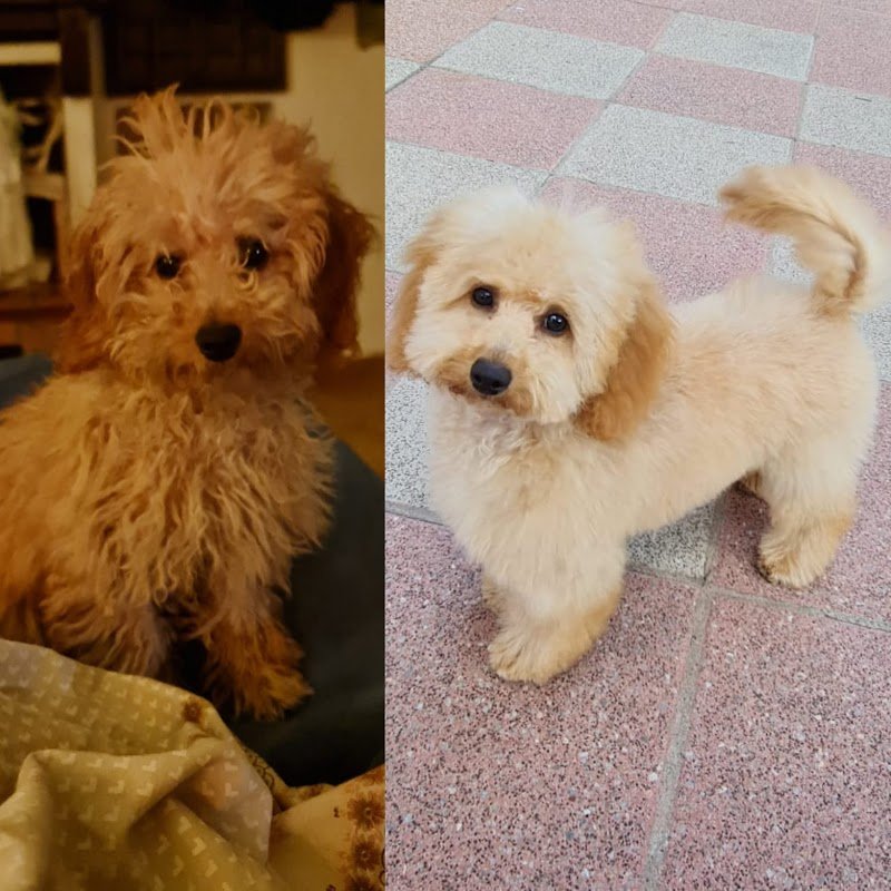 Vanity pets toelettatura cani - Foto 2