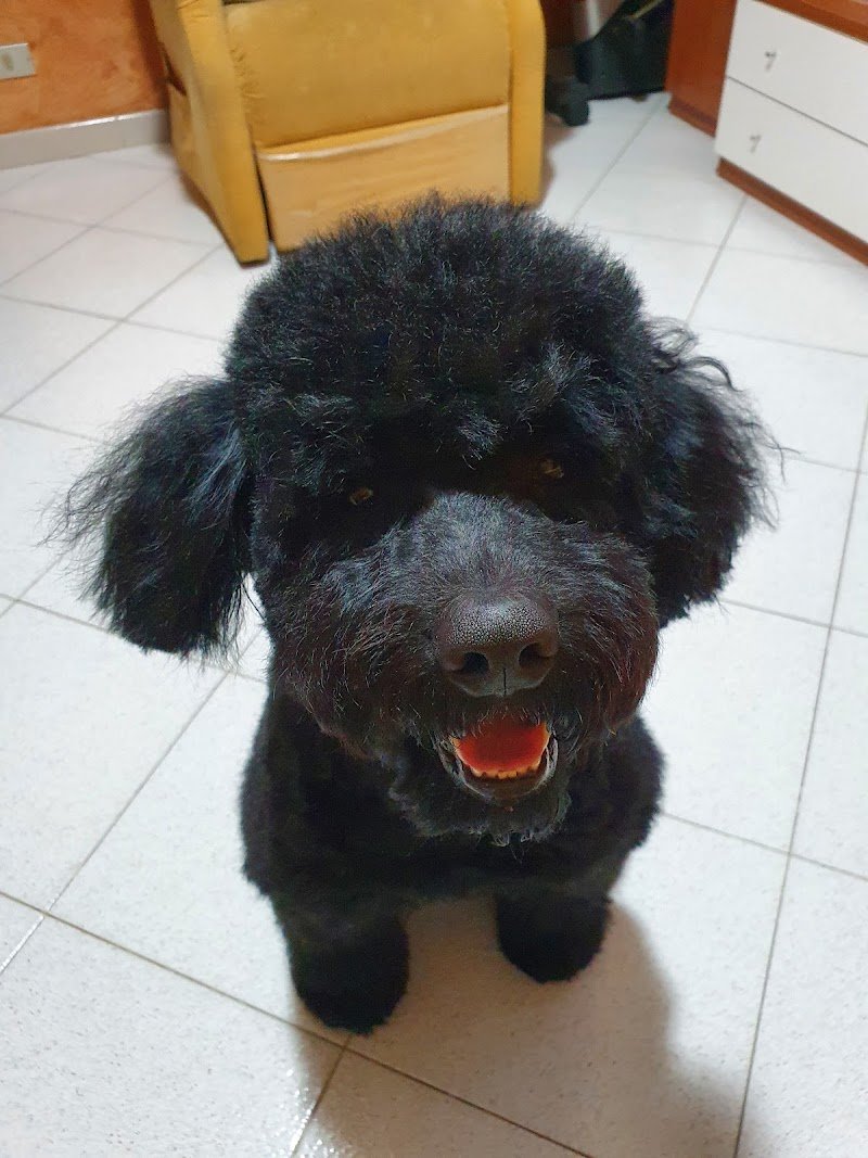 Vanity pets toelettatura cani - Foto 3