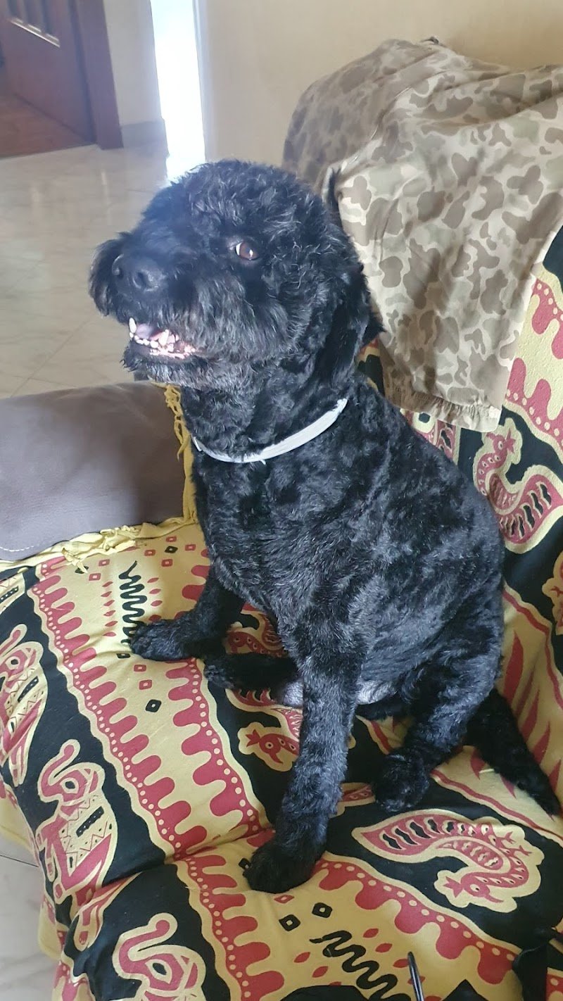 Vanity pets toelettatura cani - Foto 4