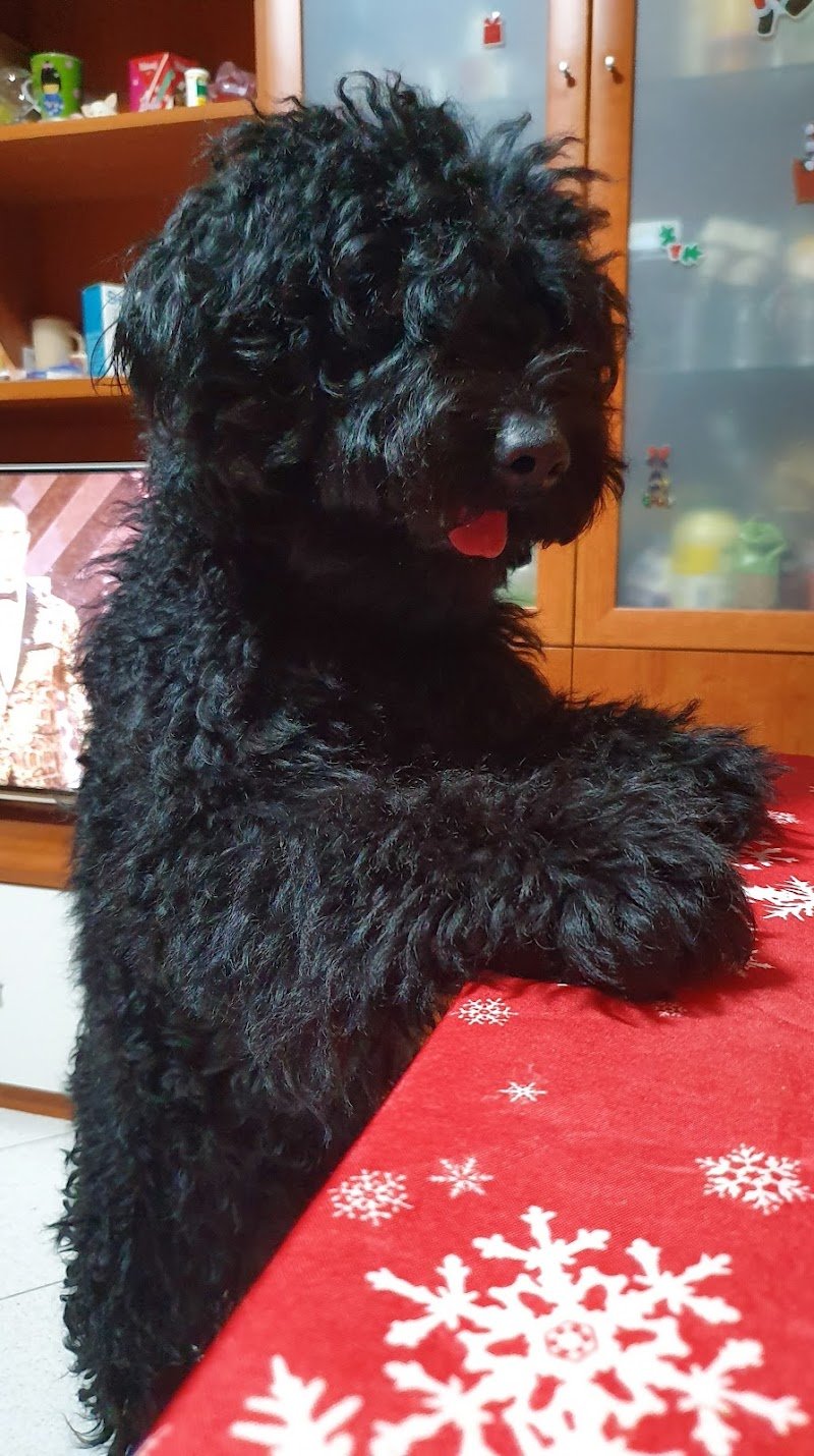 Vanity pets toelettatura cani - Foto 5