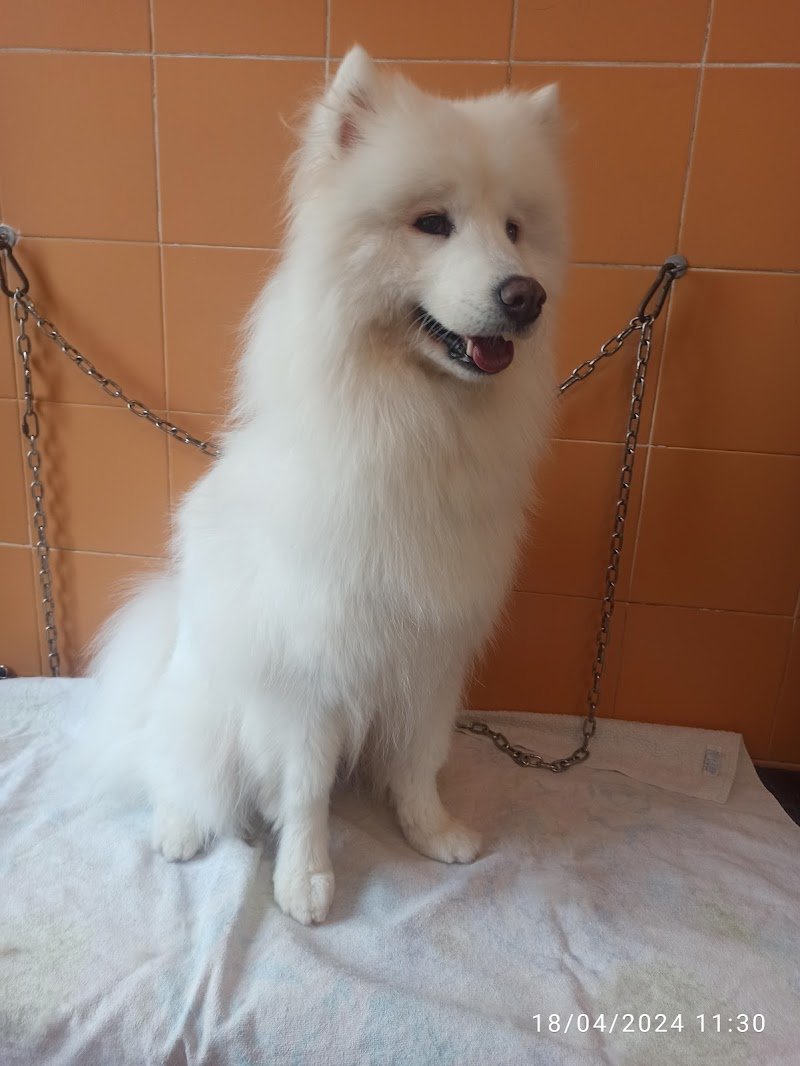 Vetemarket Il Paradiso Degli Animali - Foto 1