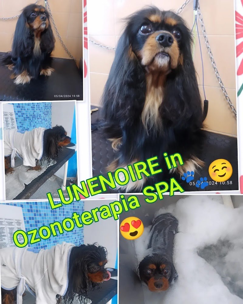 Vetemarket Il Paradiso Degli Animali - Foto 2