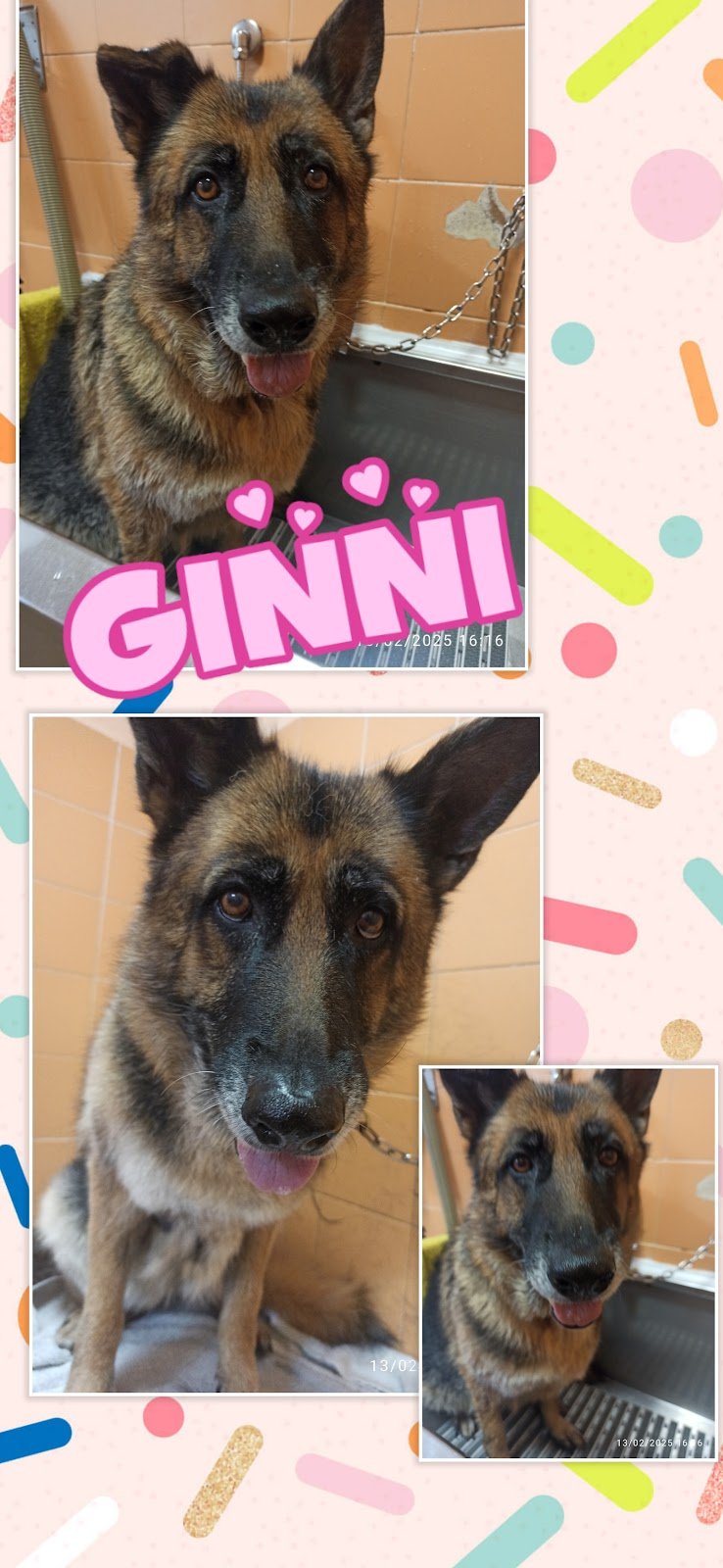 Vetemarket Il Paradiso Degli Animali - Foto 3