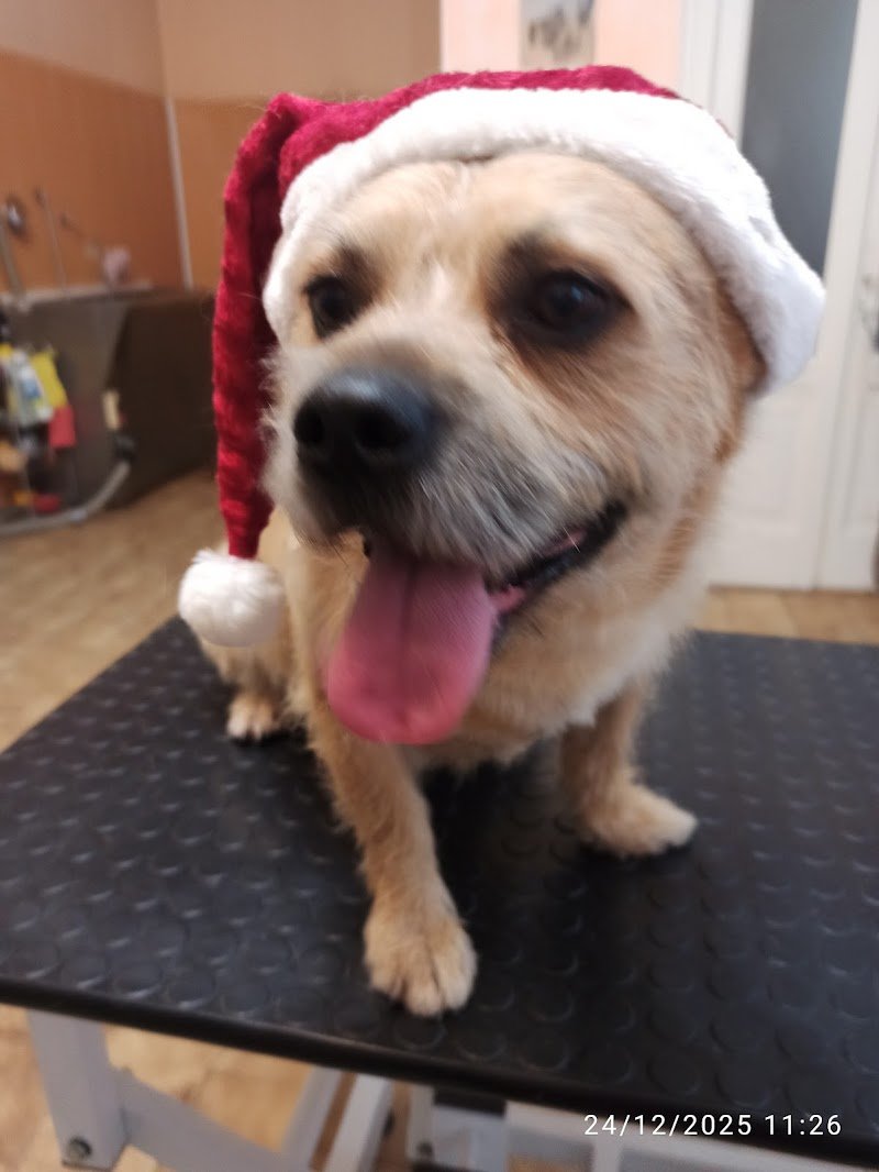 Vetemarket Il Paradiso Degli Animali - Foto 4