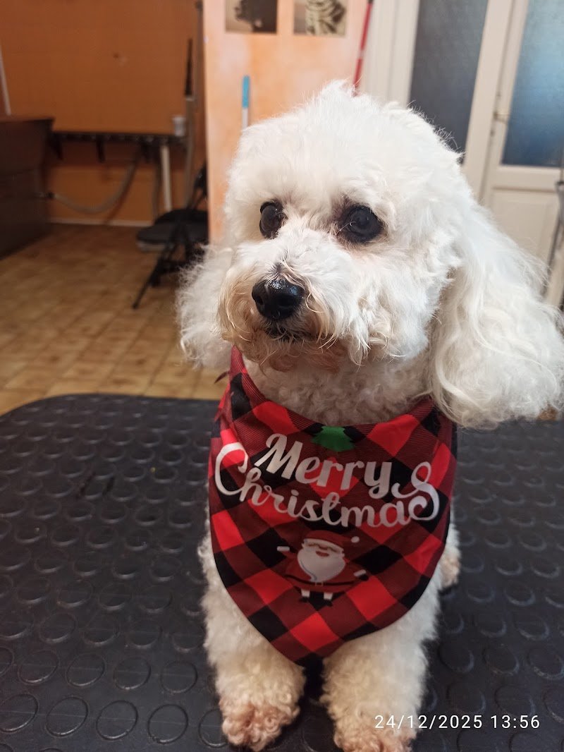 Vetemarket Il Paradiso Degli Animali - Foto 5