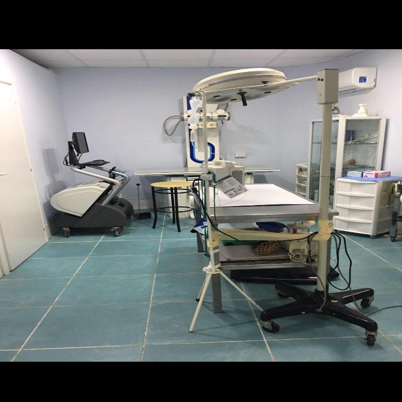 Veterinario Borgia Micali - Foto 1