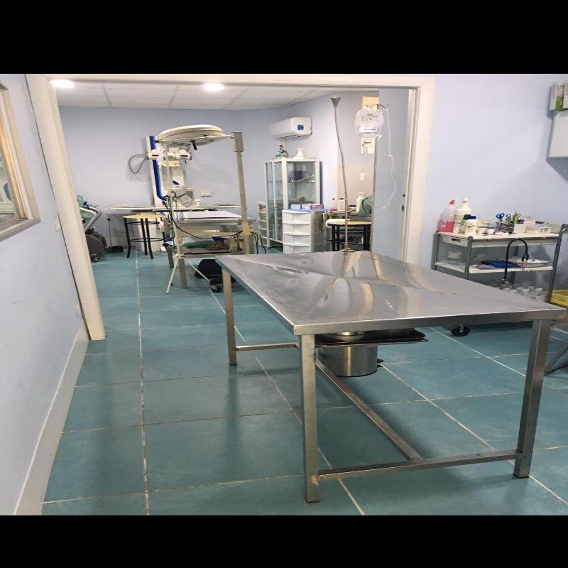 Veterinario Borgia Micali - Foto 2