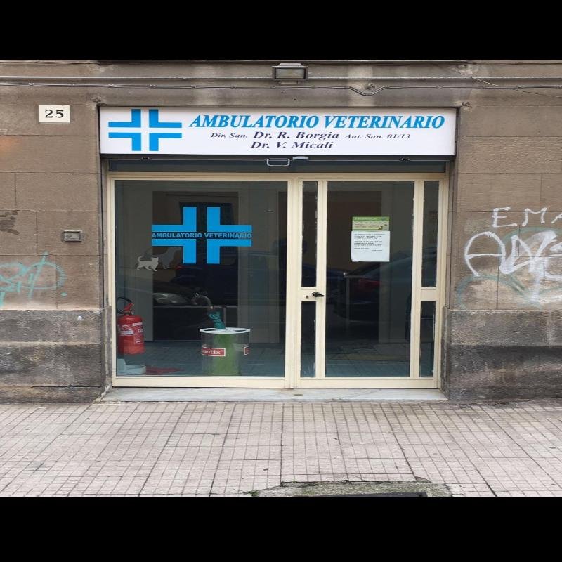 Veterinario Borgia Micali - Foto 5