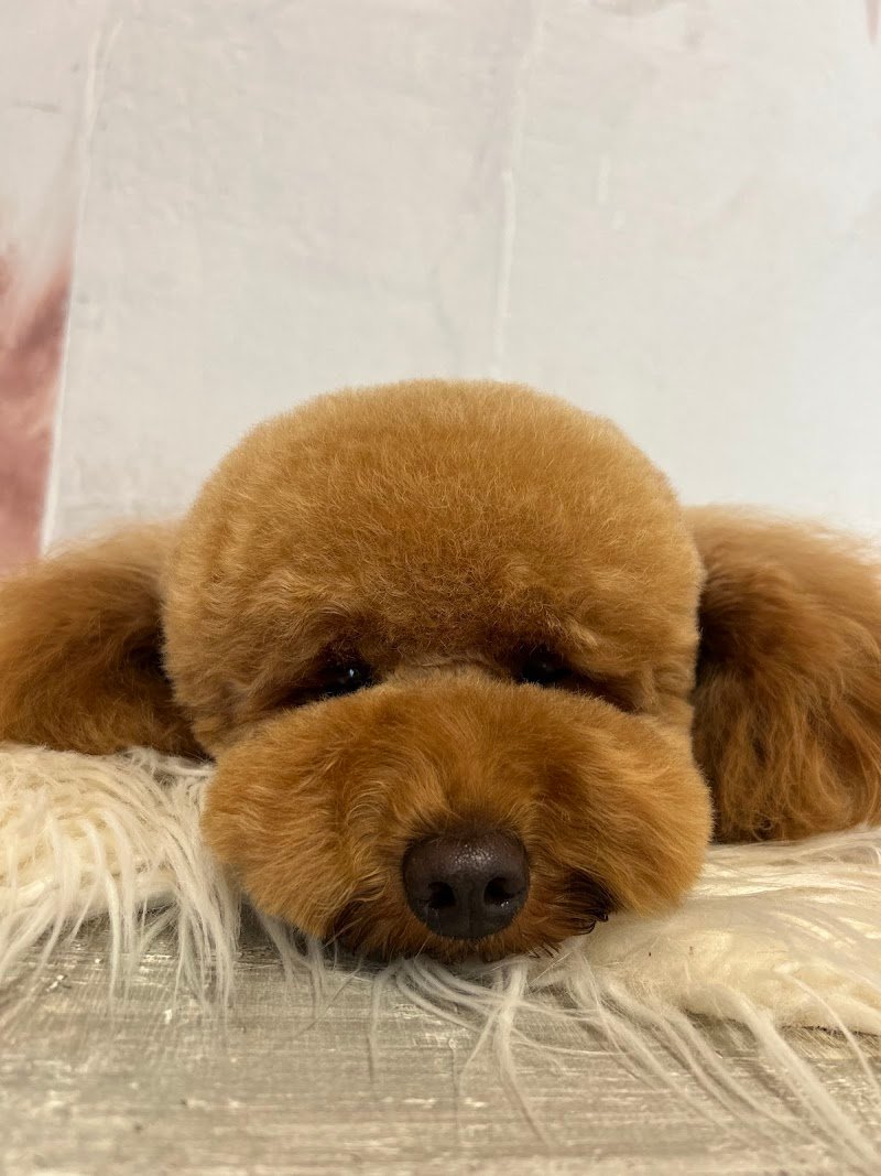 Vevepets toelettatura professionale - Foto 1