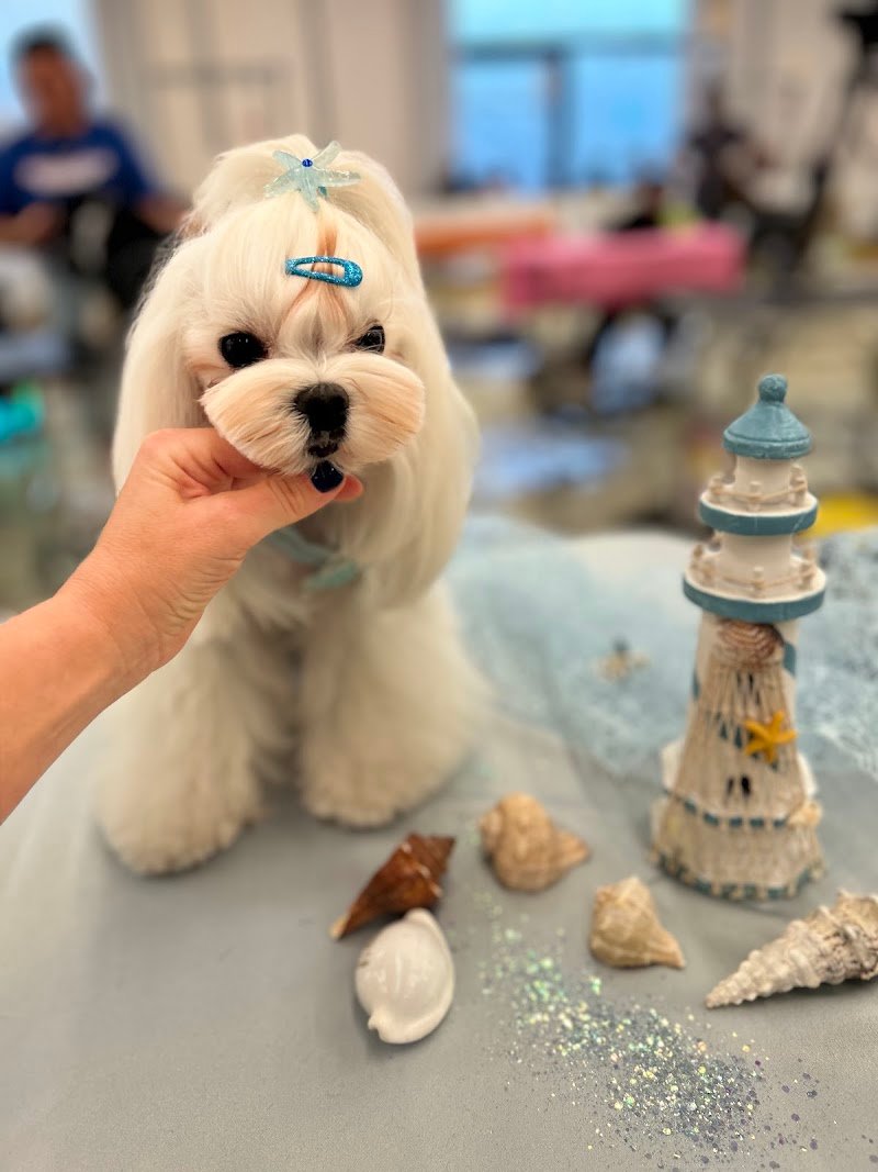 Vevepets toelettatura professionale - Foto 2