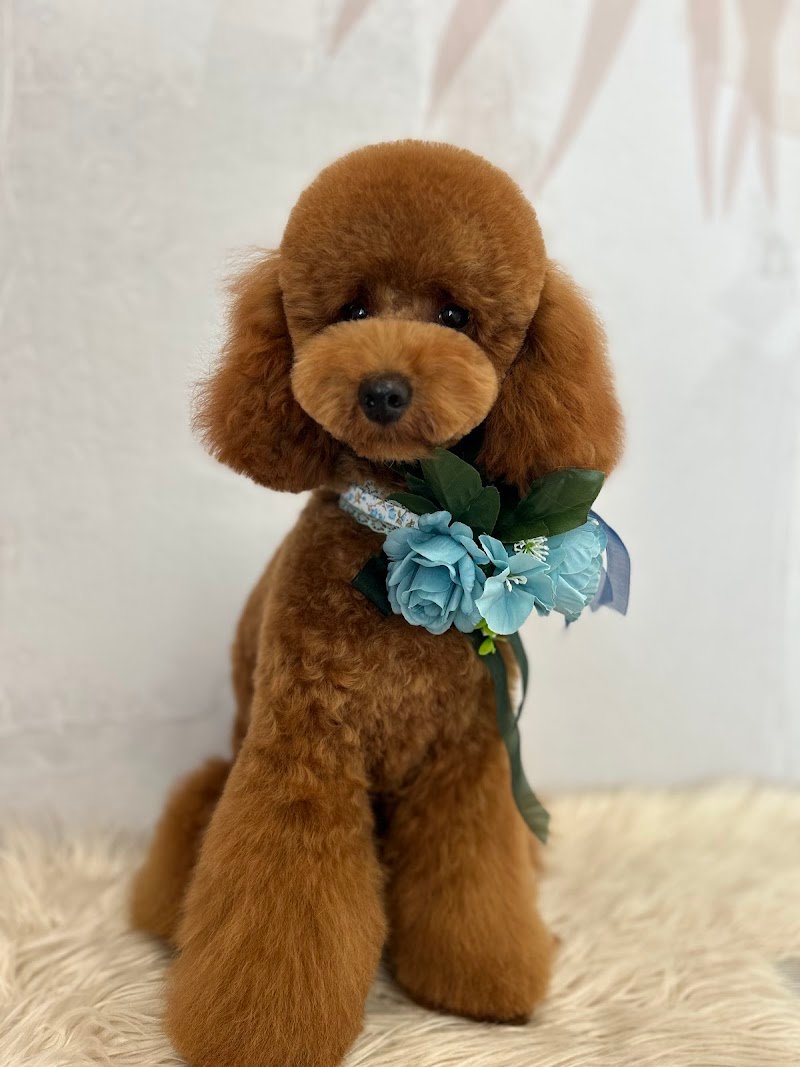 Vevepets toelettatura professionale - Foto 3