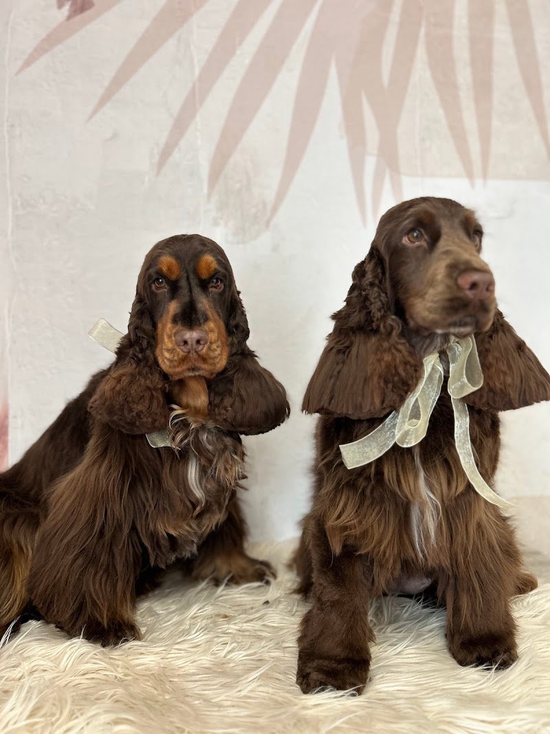 Vevepets toelettatura professionale - Foto 4