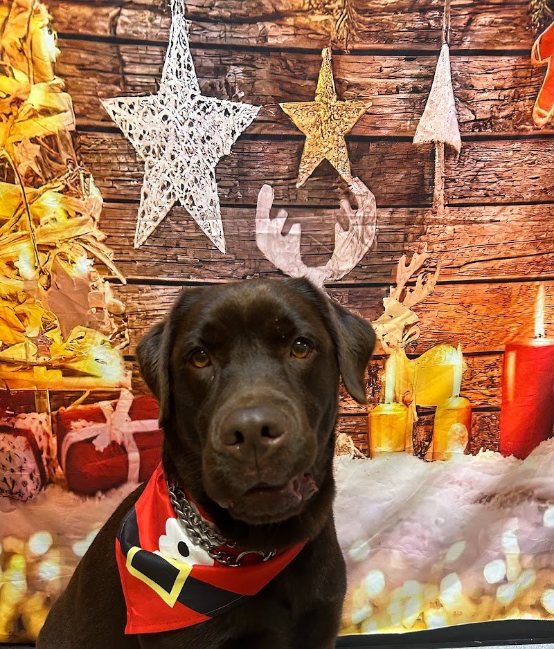 Vevepets toelettatura professionale - Foto 5