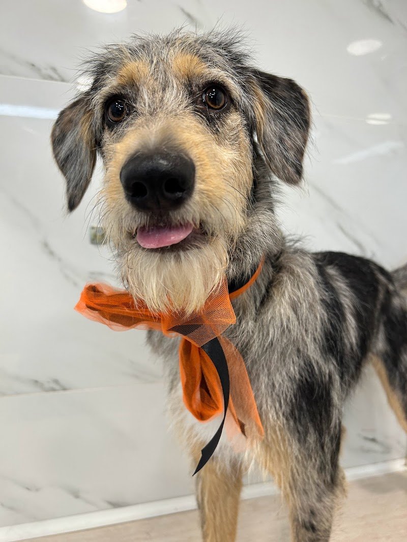 Vevepets toelettatura professionale - Foto 6