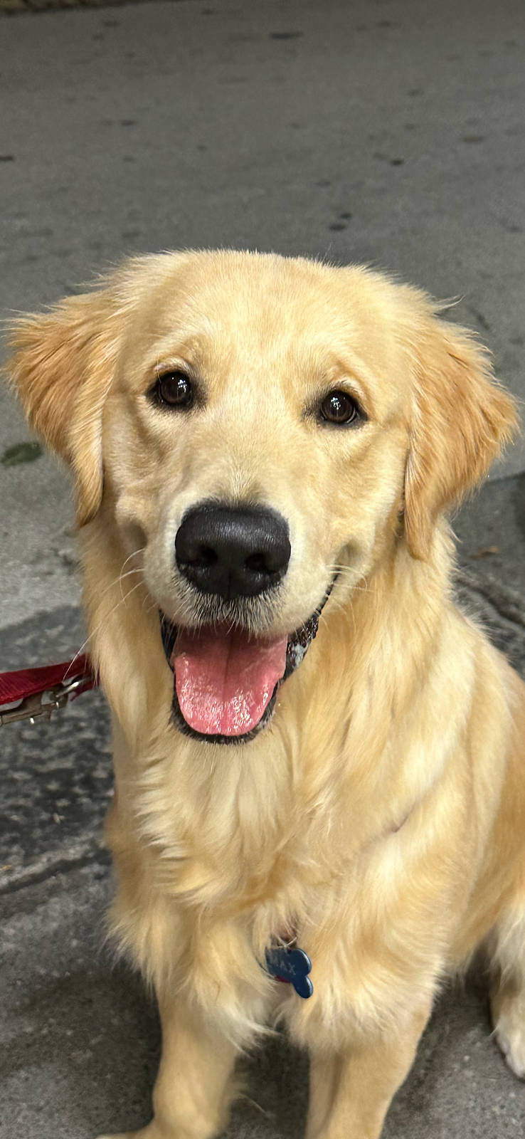 Vikki Pet - Toelettatura - Taxi Dog - Alimenti e Accessori per Animali - Foto 1