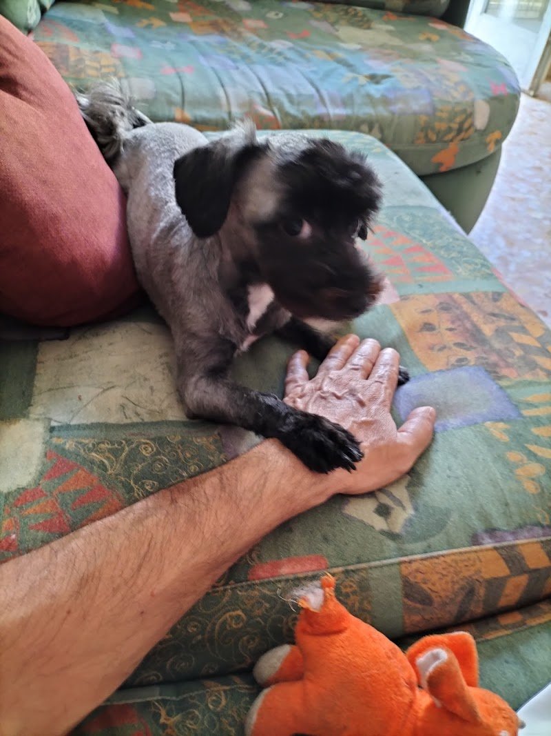 Vikki Pet - Toelettatura - Taxi Dog - Alimenti e Accessori per Animali - Foto 2