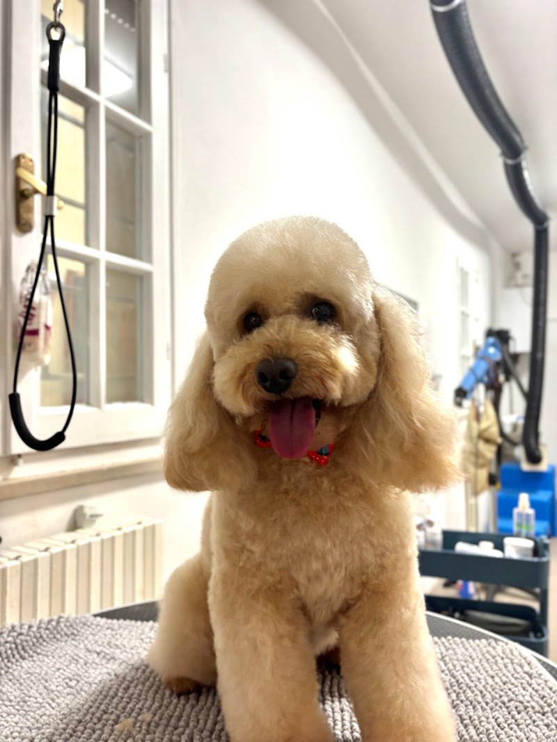 Viktoria Pet Secret - Foto 1