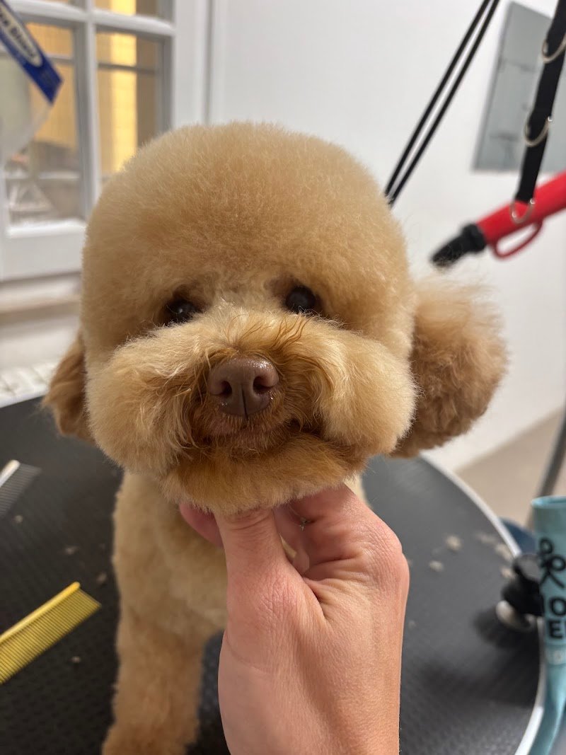 Viktoria Pet Secret - Foto 2