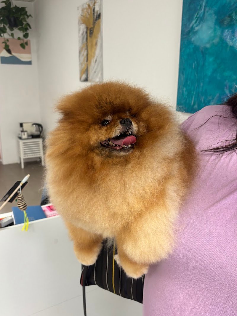 Viktoria Pet Secret - Foto 4