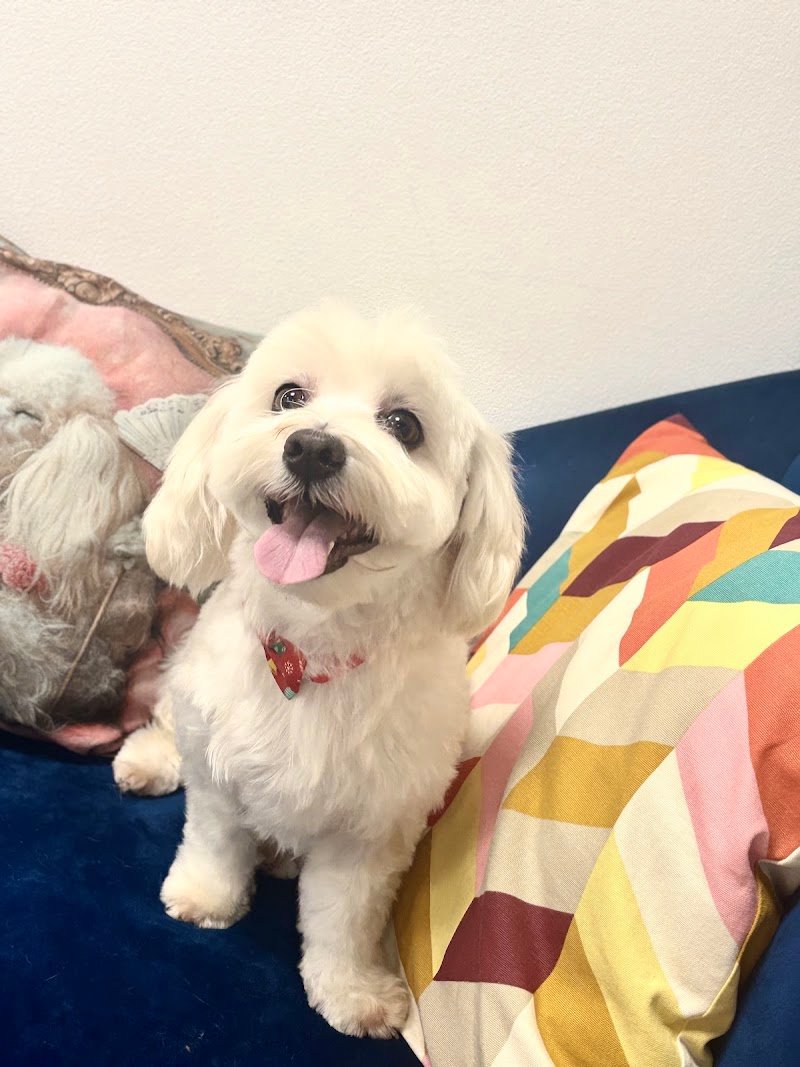 Viktoria Pet Secret - Foto 5