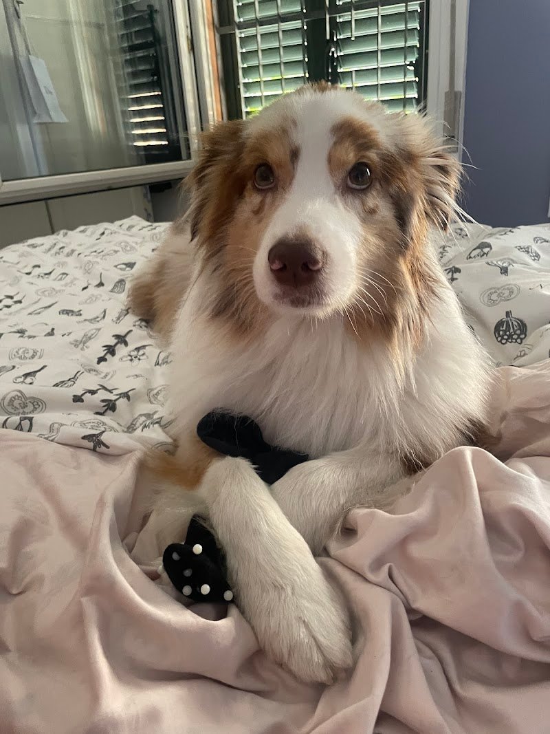 Viktoria Pet Secret - Foto 6