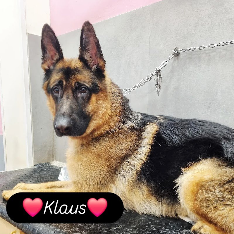 Viola Caroti Toelettage - Foto 1