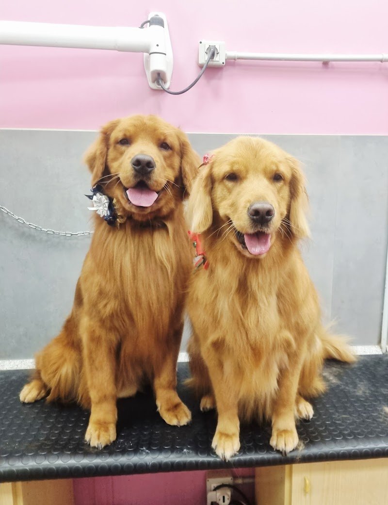 Viola Caroti Toelettage - Foto 3