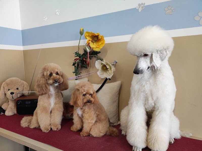 Virginia Pet Stylist Toelettatura professionale per cani e gatti - Foto 1