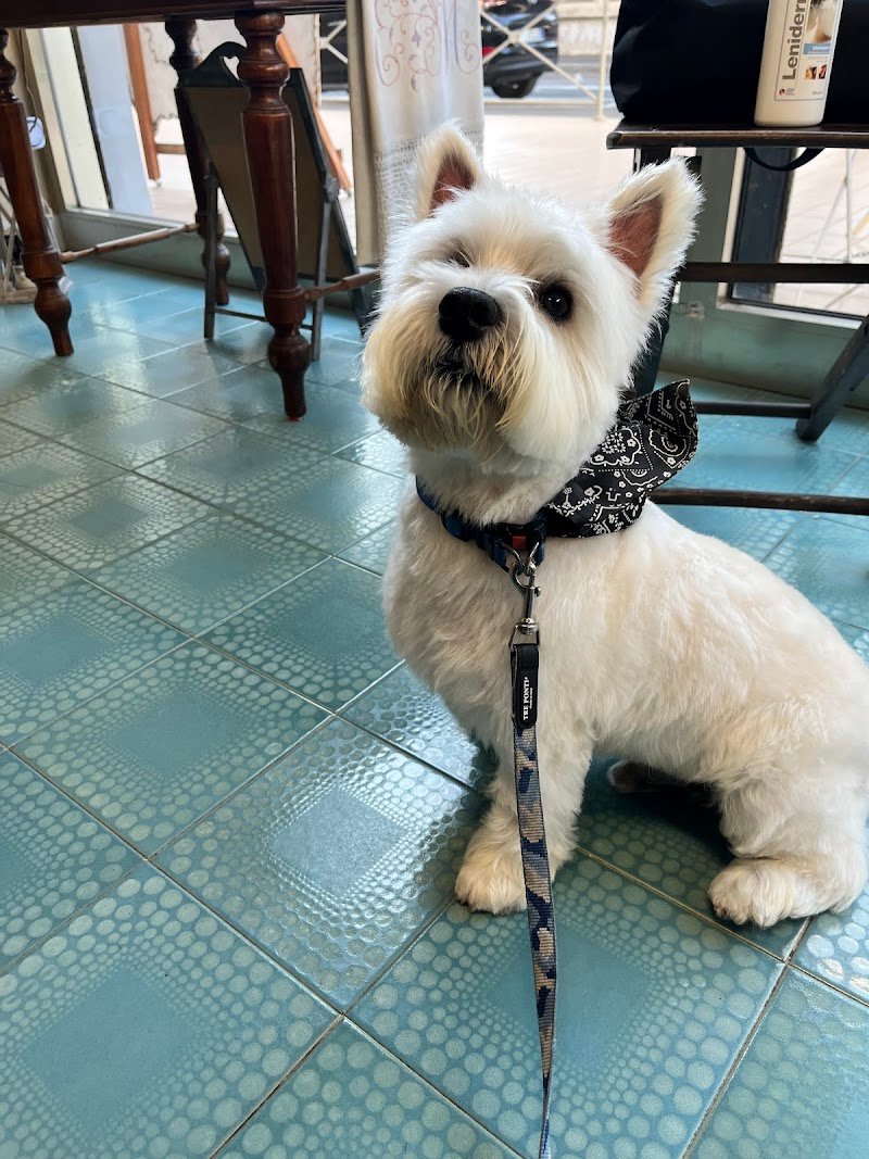 Virginia Pet Stylist Toelettatura professionale per cani e gatti - Foto 2