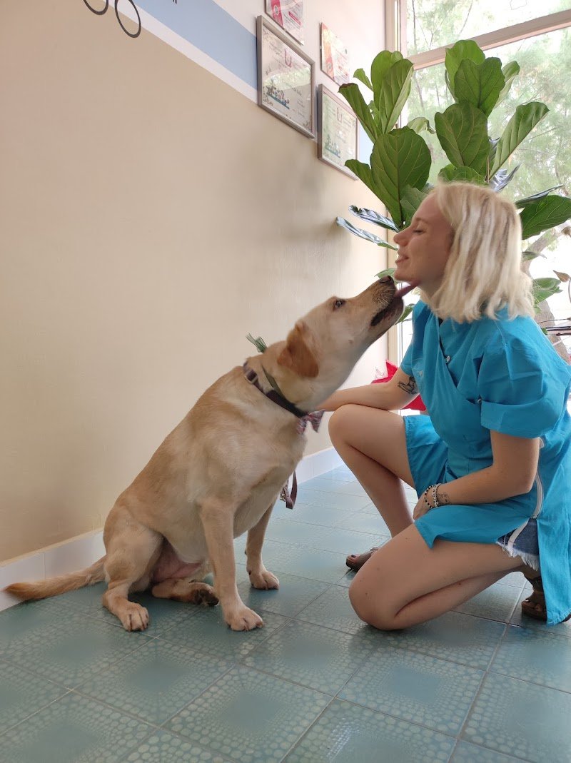 Virginia Pet Stylist Toelettatura professionale per cani e gatti - Foto 5