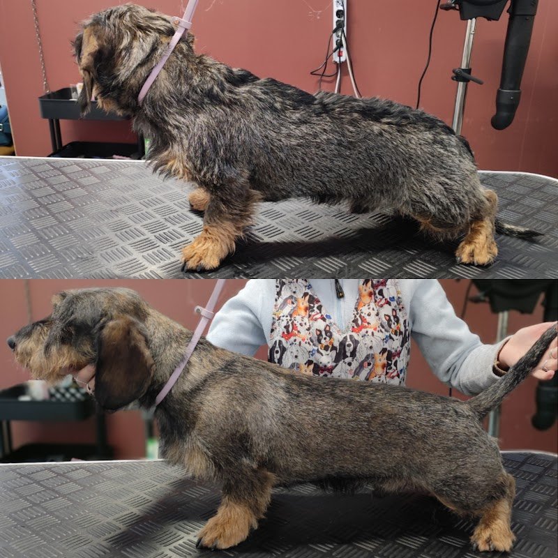 Virginia Pet Stylist Toelettatura professionale per cani e gatti - Foto 6